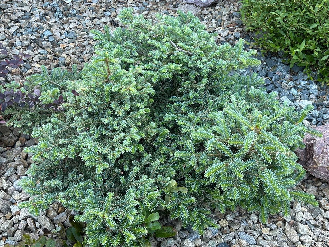 Abies koreana ‘Blue Emperor’