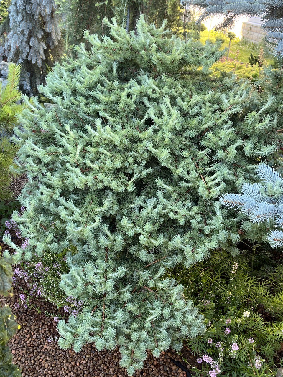 Larix kaempferi ‘Tunis’