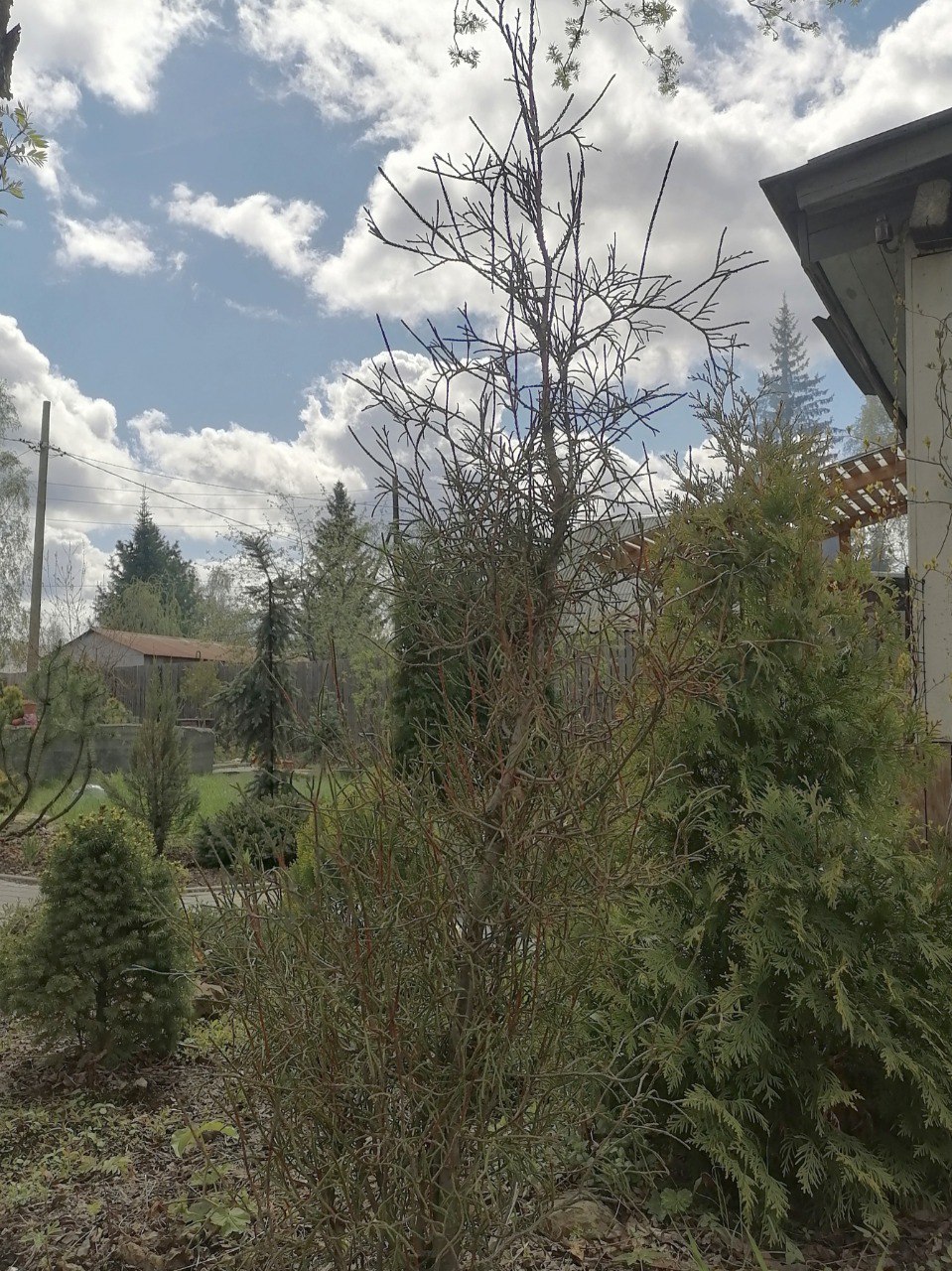 Thuja occidentalis 'Ohlendorffii'