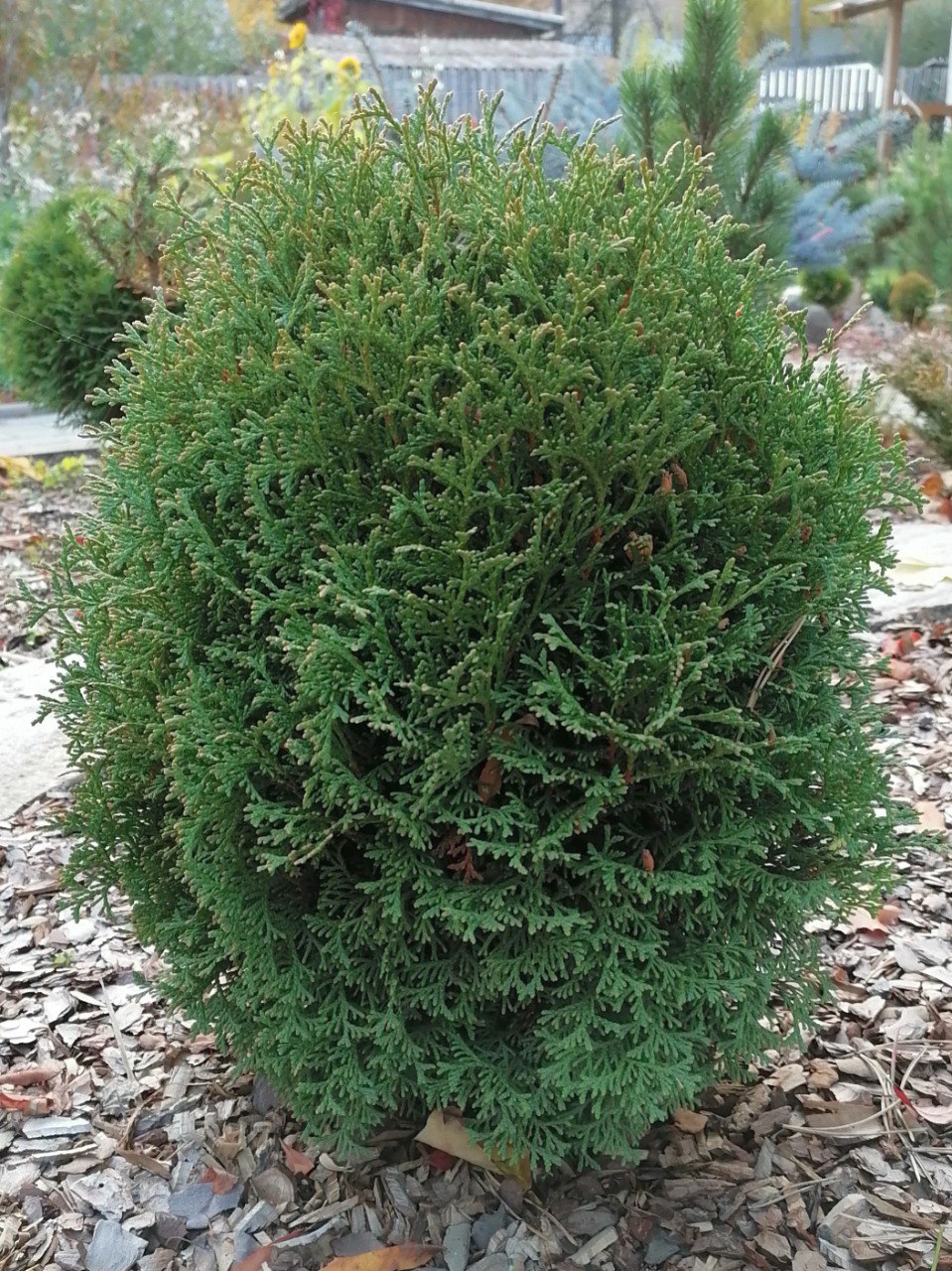 Thuja occidentalis 'Waterfield'