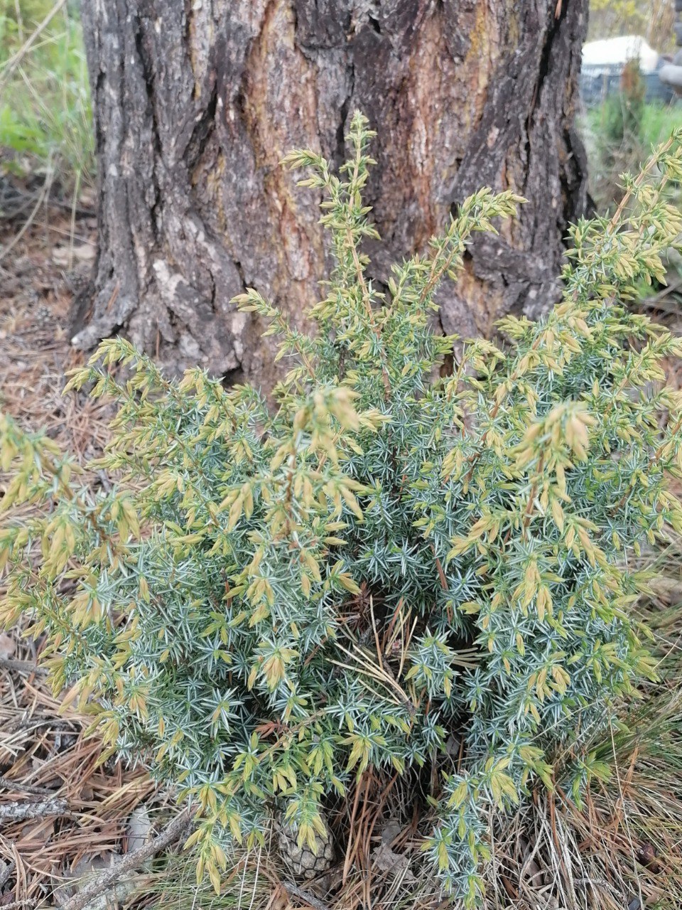 Juniperus sibirica
