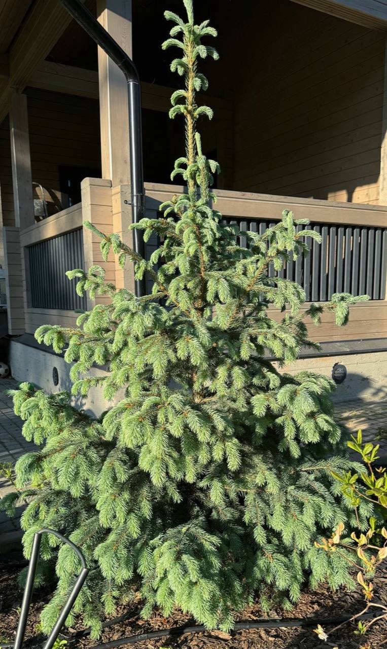 Picea engelmannii “Blue Softie”