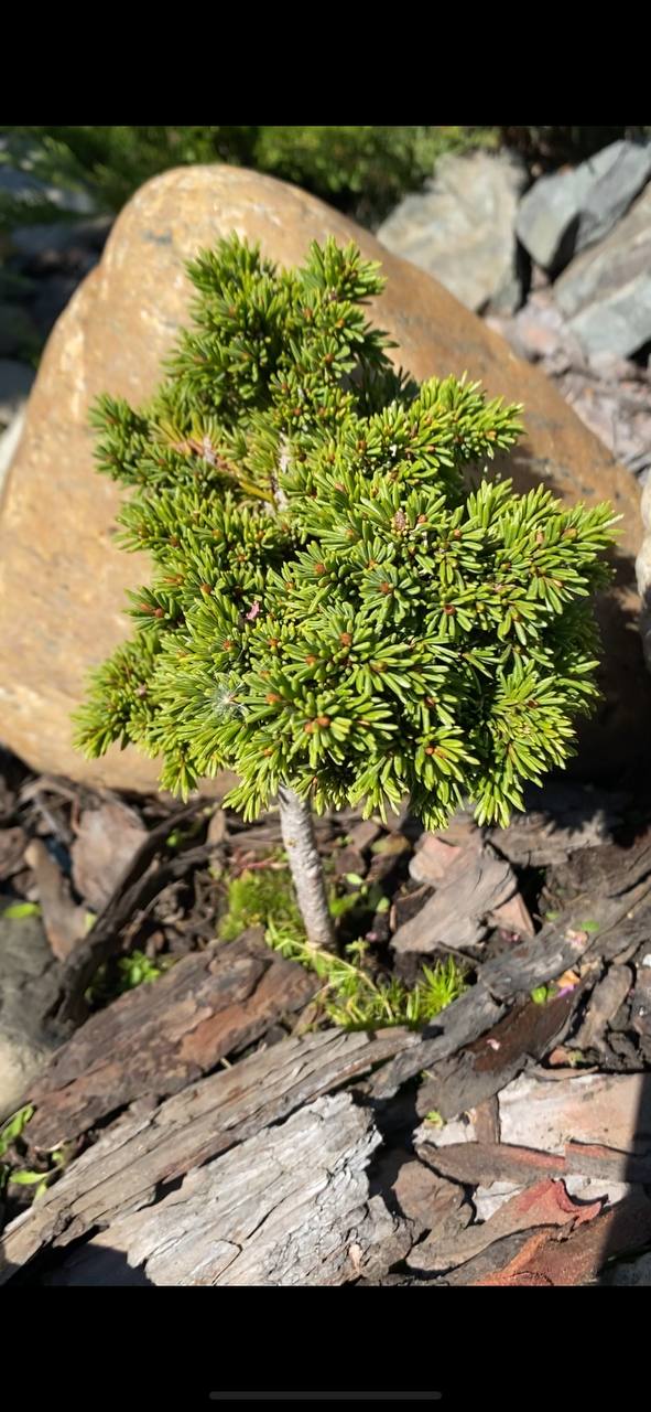 Picea obovata 'Neka'