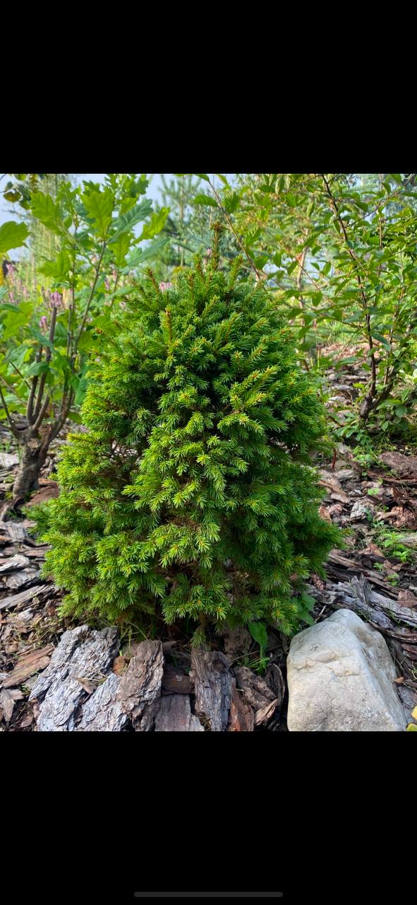 Picea abies 'Dundanga'
