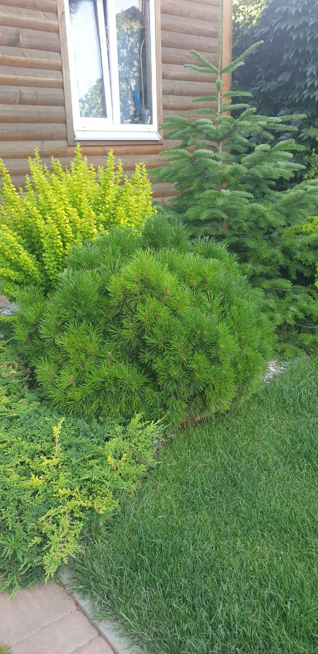 Pinus mugo ‘Varella’