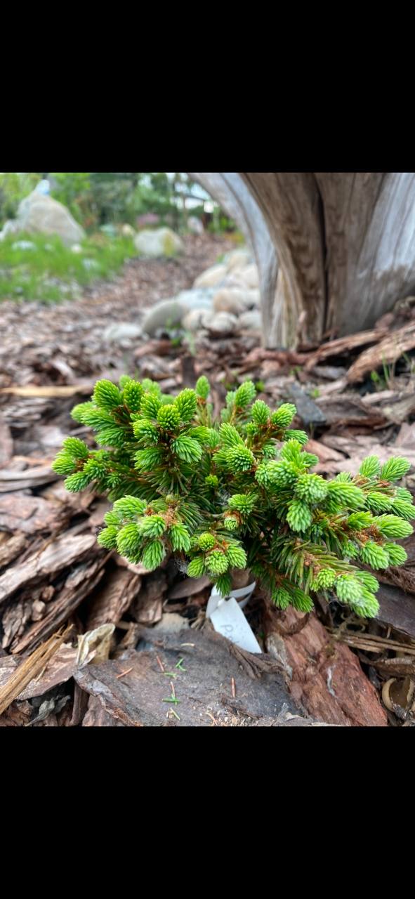 Picea obovata 'Vepr'