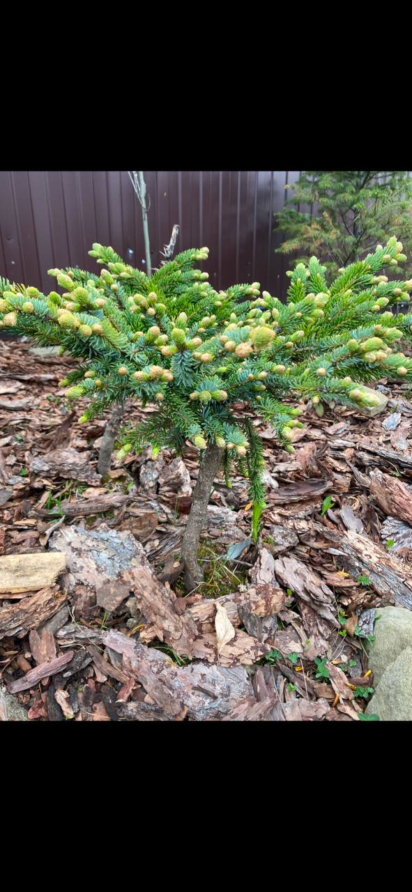 Picea jezoensis 'Tutto'