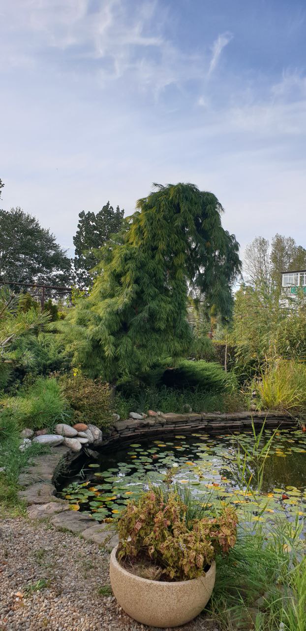 Pinus strobus 'Pendula'