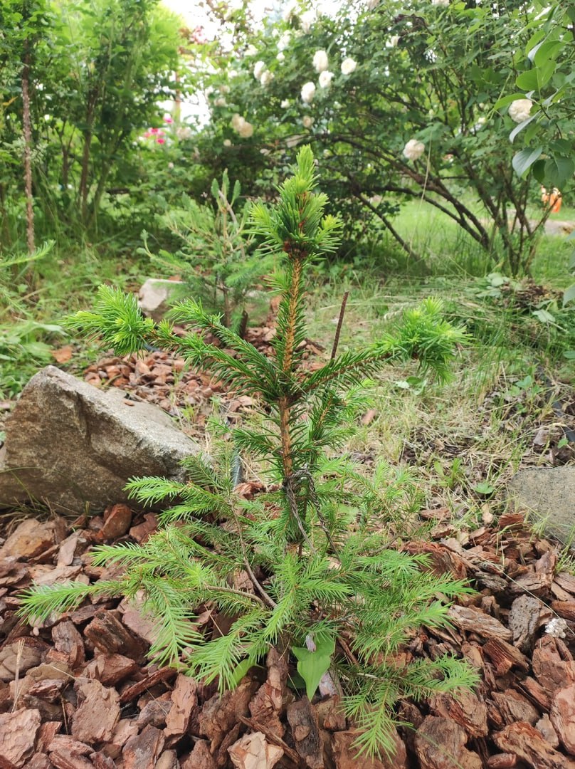 Picea abies ‘Bolotnaya strela’