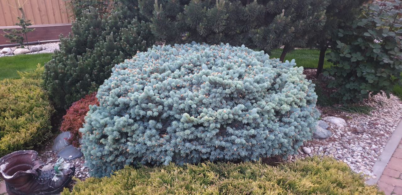 Picea pungens 'Glauca Globosa'