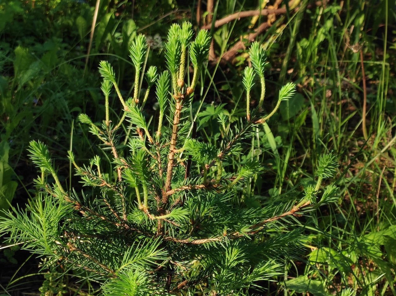 Picea abies ‘Lysyy Globus’