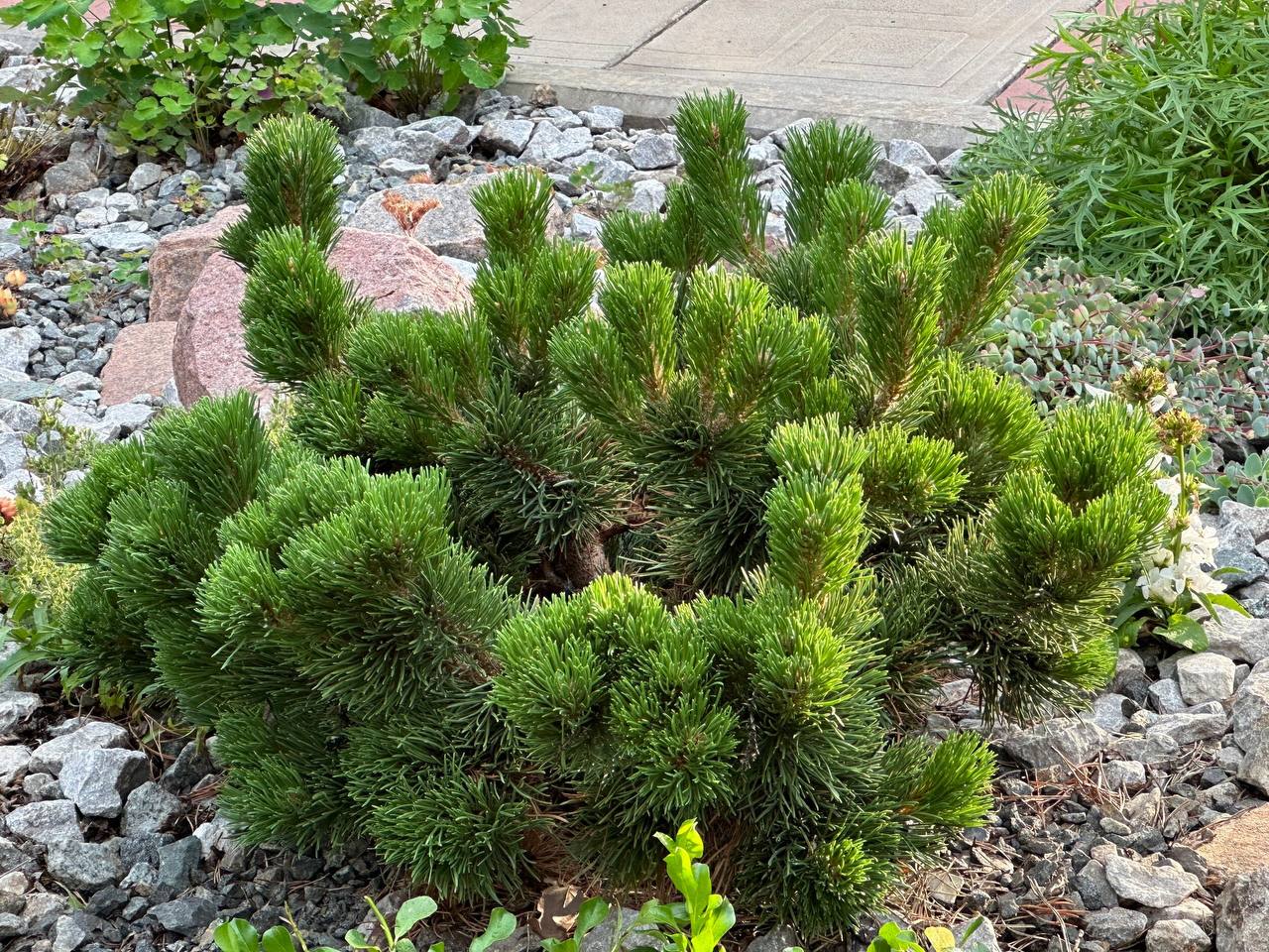 Pinus mugo ‘Jakobsen’