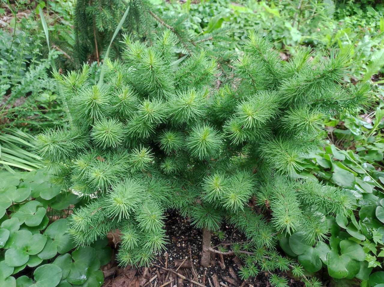 Larix archangelica 'Lindulovka'