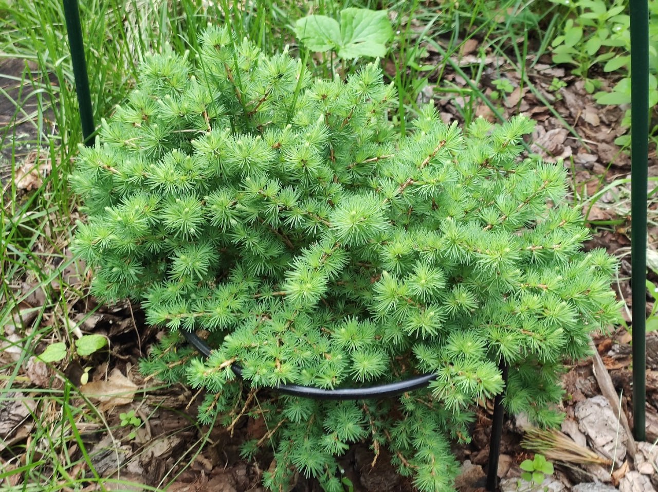 Larix sibirica 'Biryuza'