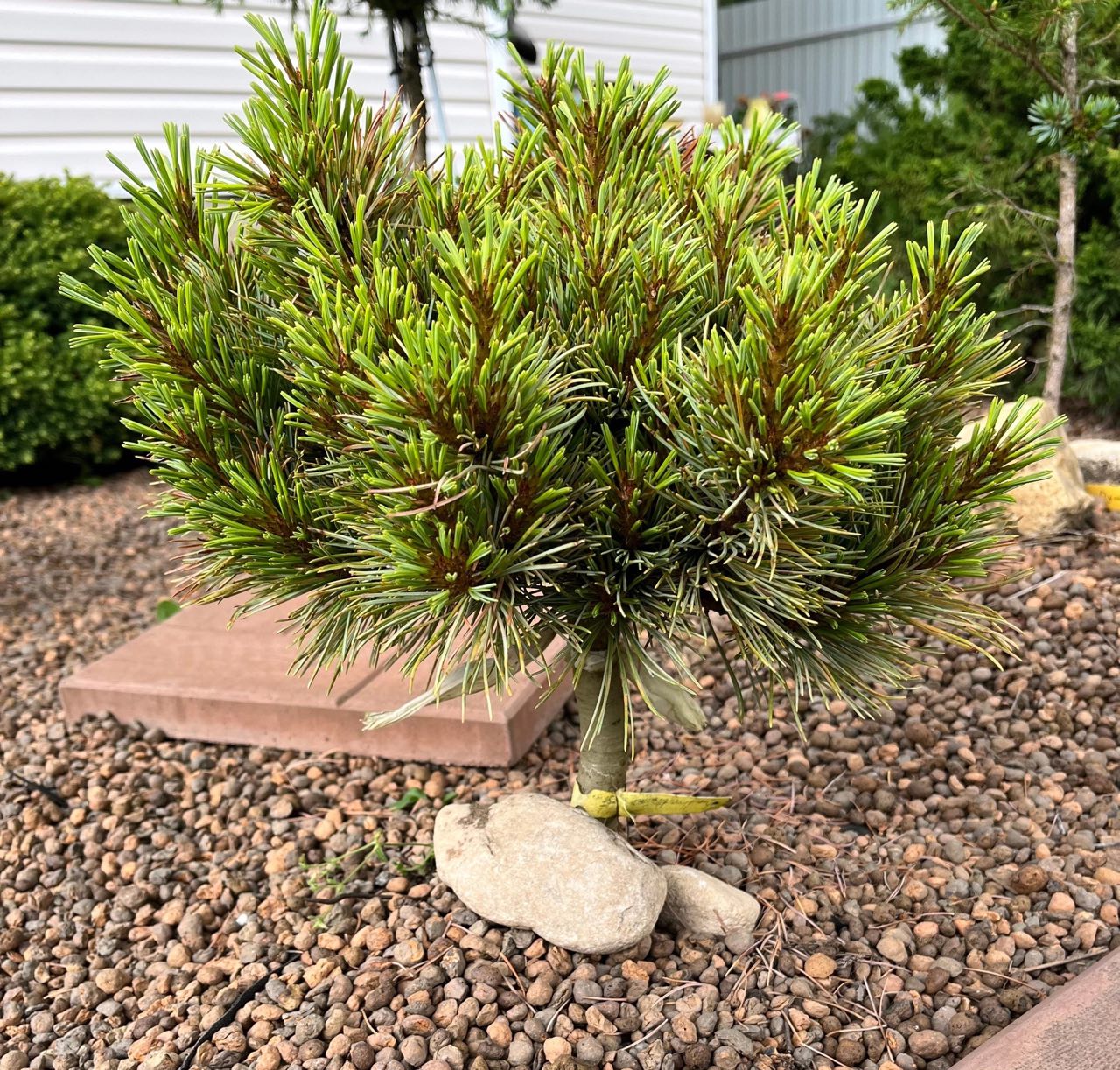 Pinus koraiensis ‘Blue Ball’