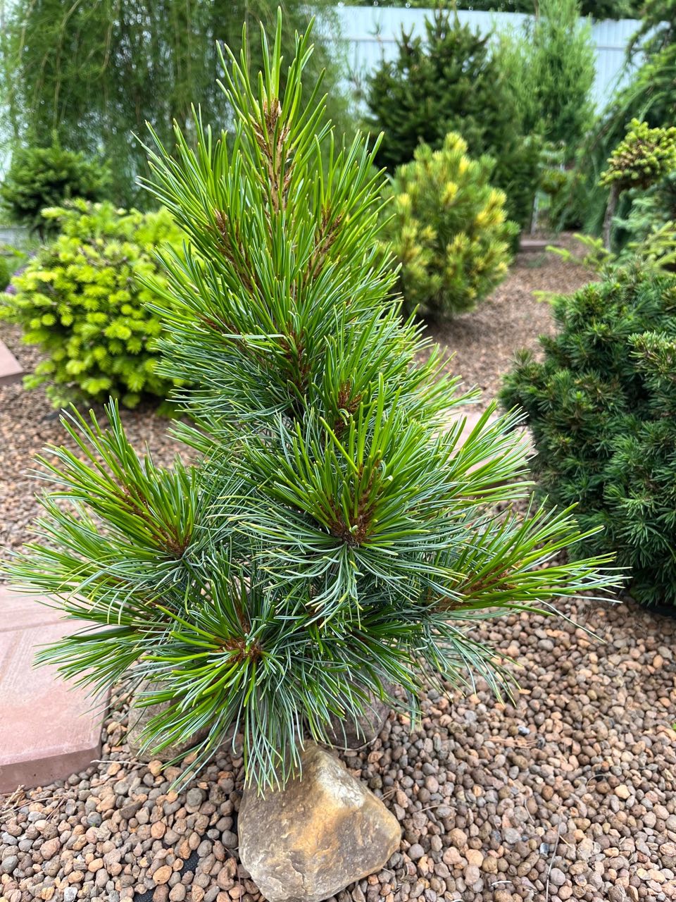 Pinus cembra ‘Otztal’