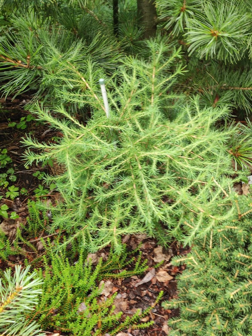 Larix gmelinii ' Tusya'