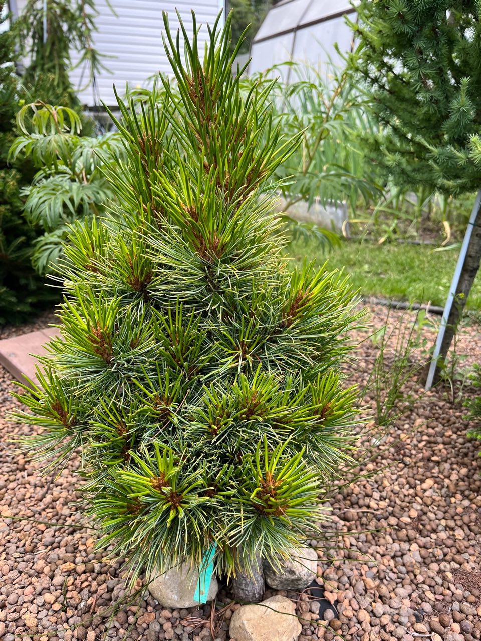 Pinus cembra ‘Stoderzwerg’