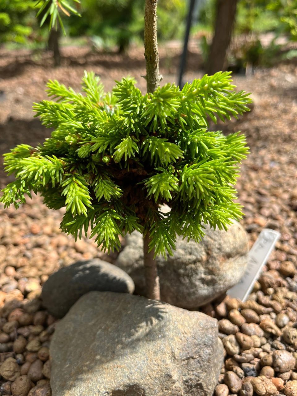 Picea abies 'Auka'