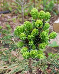 Picea obovata ‘Cheshirskiy Kot’