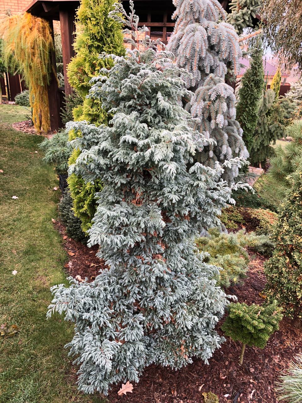 Chamaecyparis pisifera ‘Boulevard’