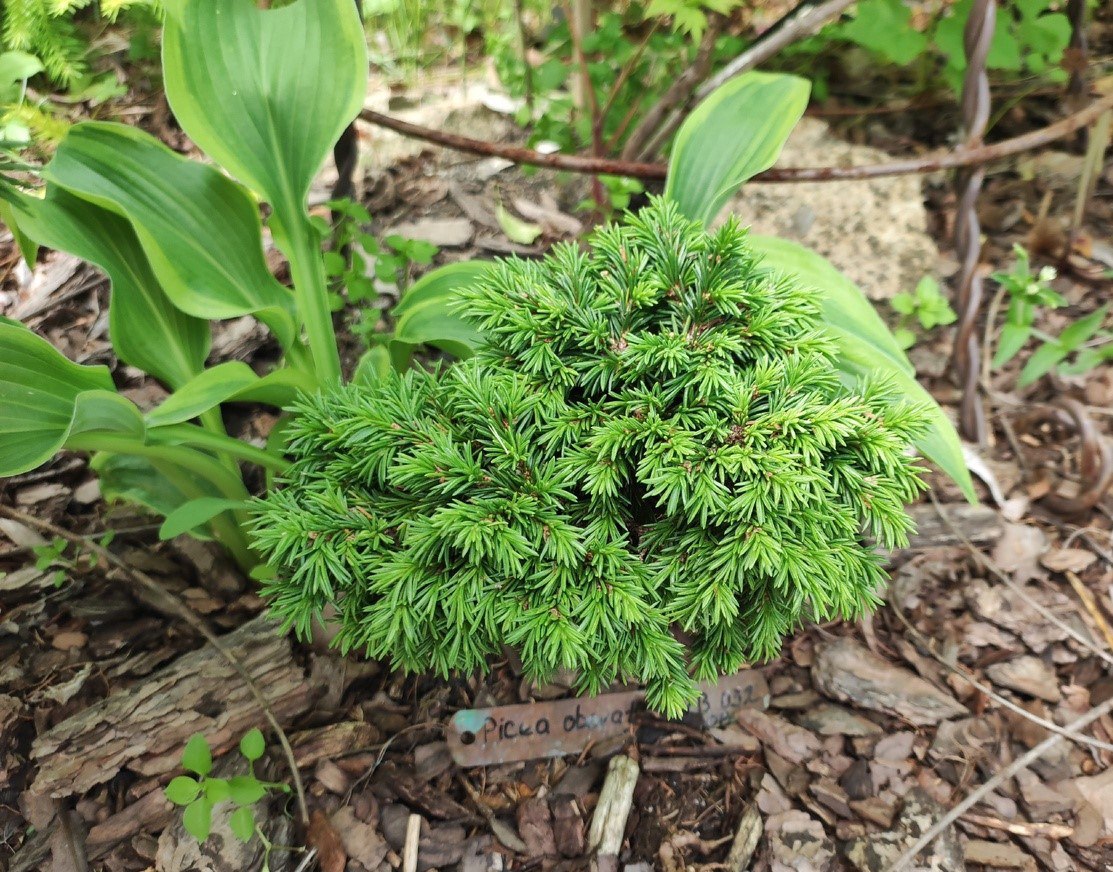 Picea obovata ‘Neka (WB 032)’