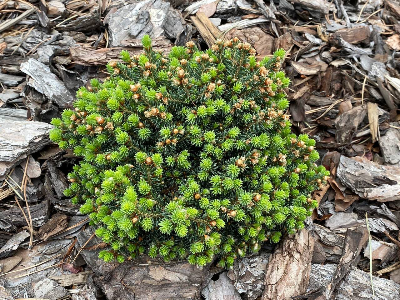Picea asperata ‘Mongolei’