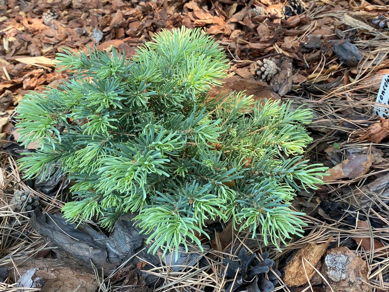 Abies concolor ‘Piggelmee’