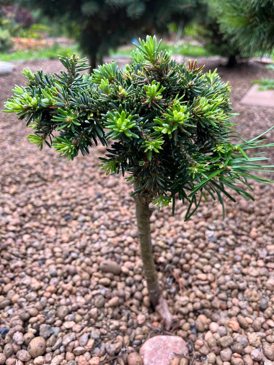 Abies koreana ‘Arat’