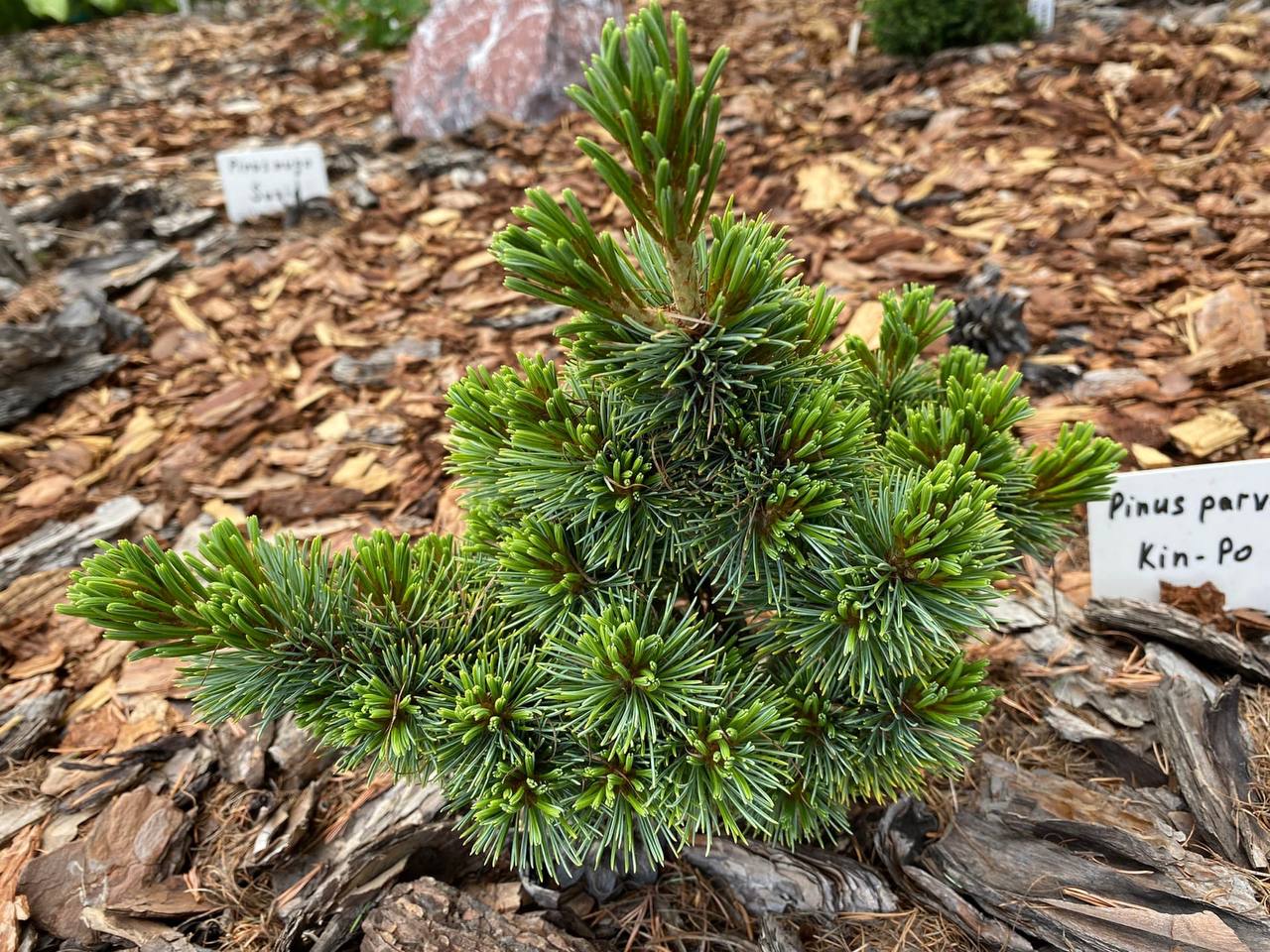 Pinus parviflora ‘Kin-po’