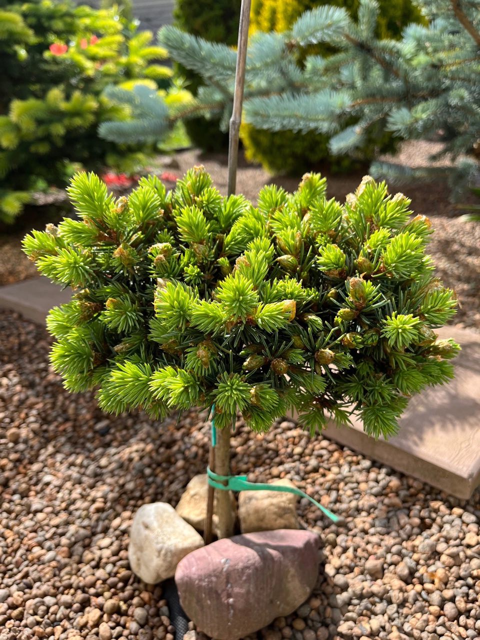 Picea engelmannii ‘Ketchum’