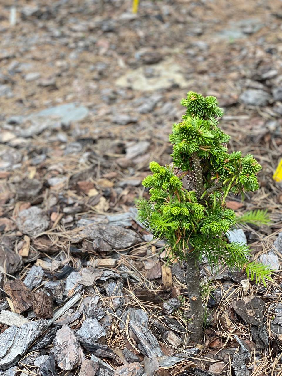 Abies Semenovii ‘Vereshak’