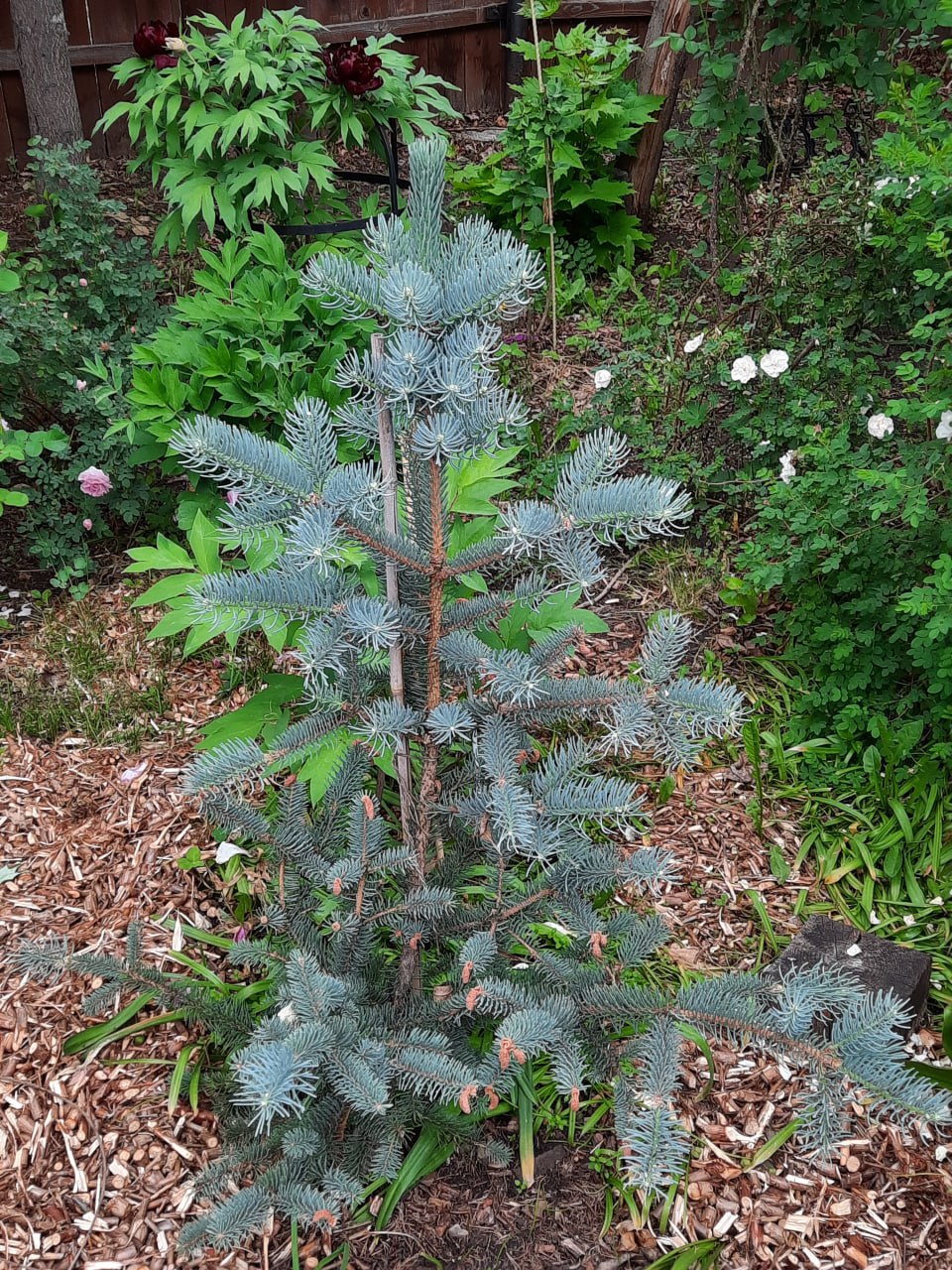 Picea asperata 'Meyer'