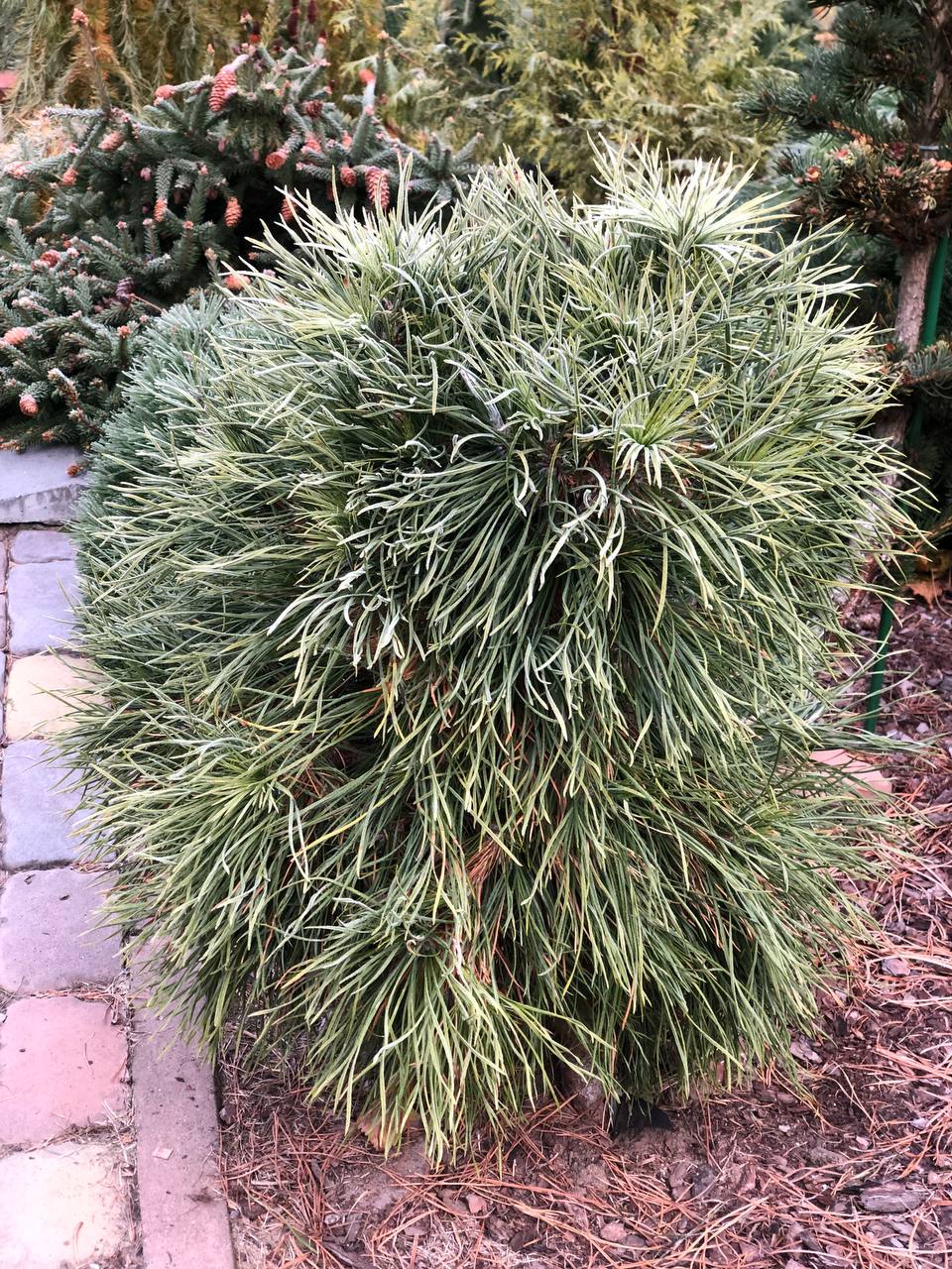 Pinus sylvestris ‘Moseri’