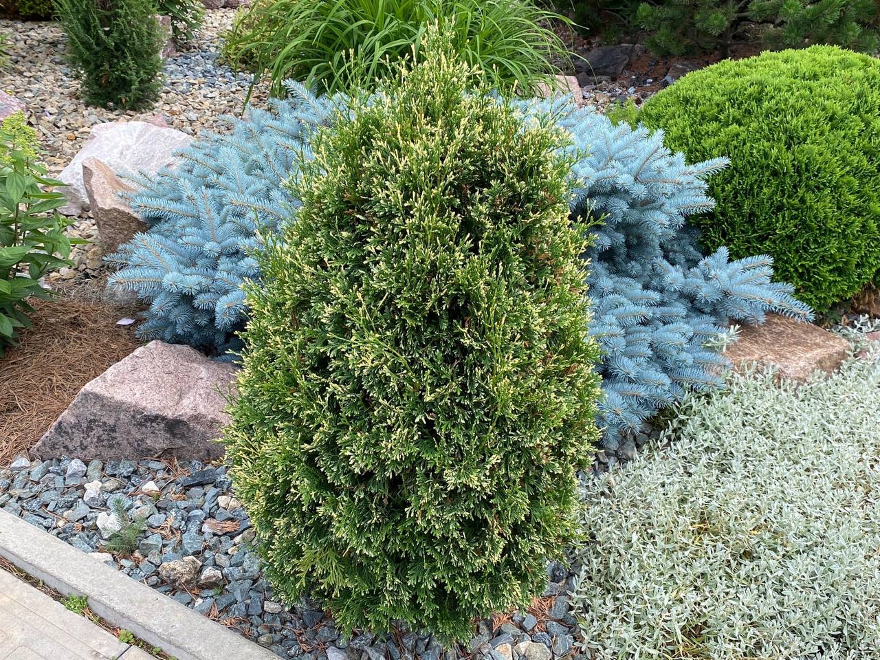 Thuja occidentalis ‘Grazyna’