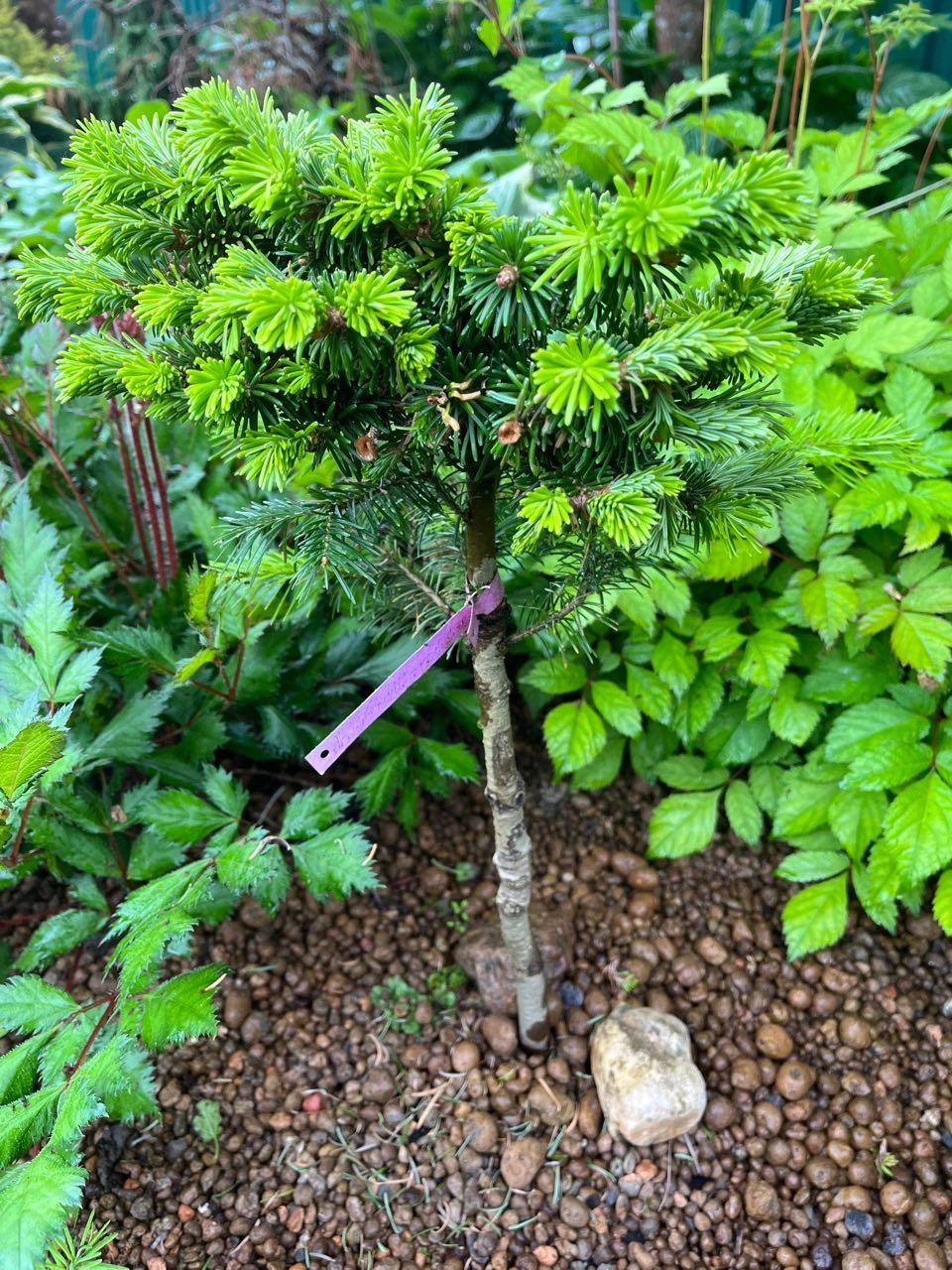 Abies semenovii 'Vereshchak'