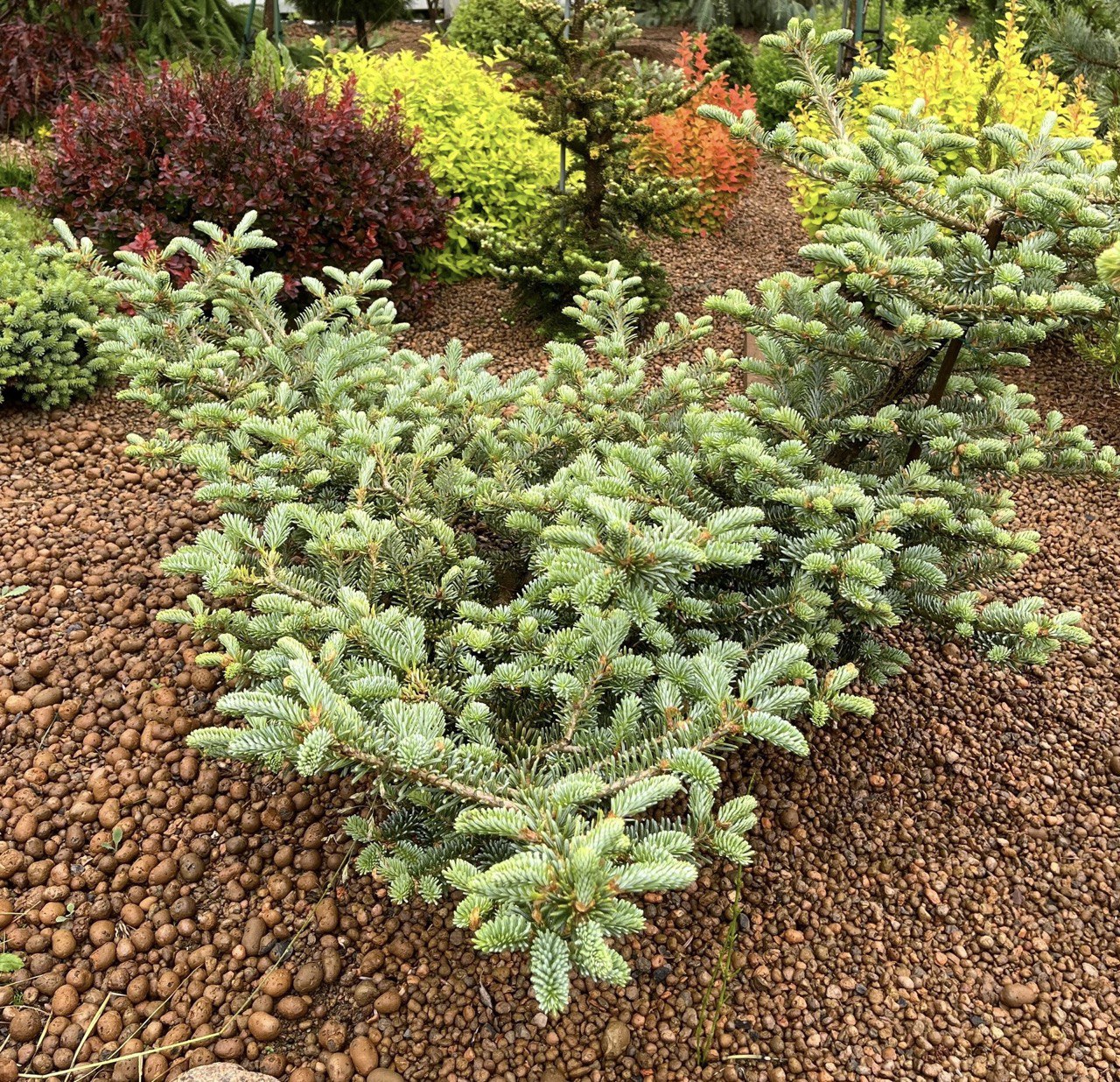 Abies koreana ‘Blue Emperor’