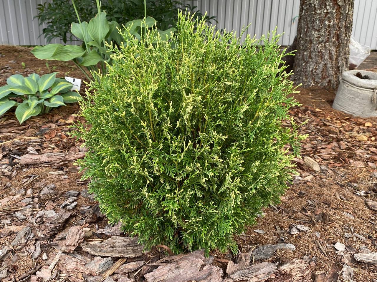 Thuja occidentalis ‘Piccadilly’