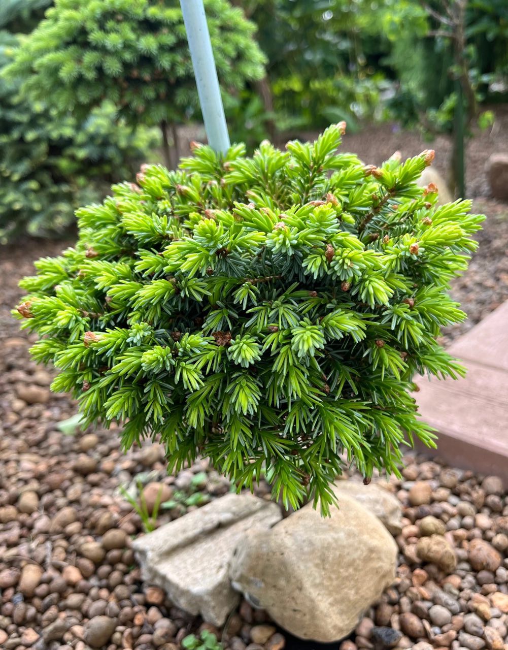 Picea omorika  ‘Chocen’