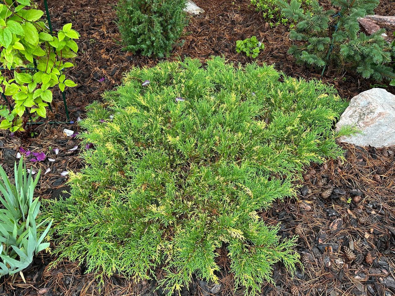 Microbiota decussata ‘Carnival’