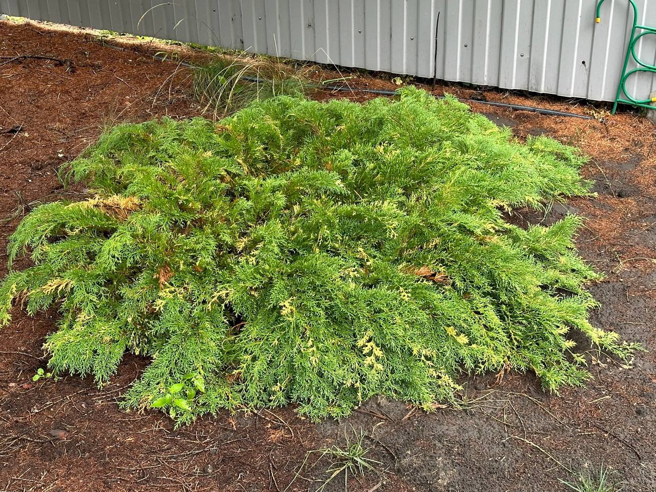 Microbiota decussata ‘Gold Spot’