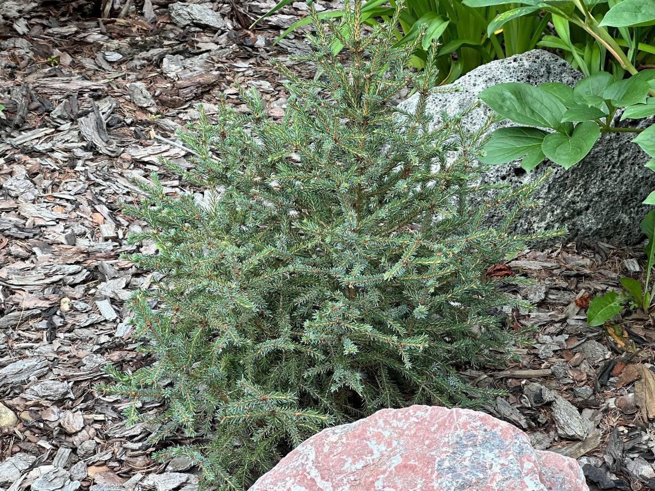 Picea omorika ‘Cinderella’