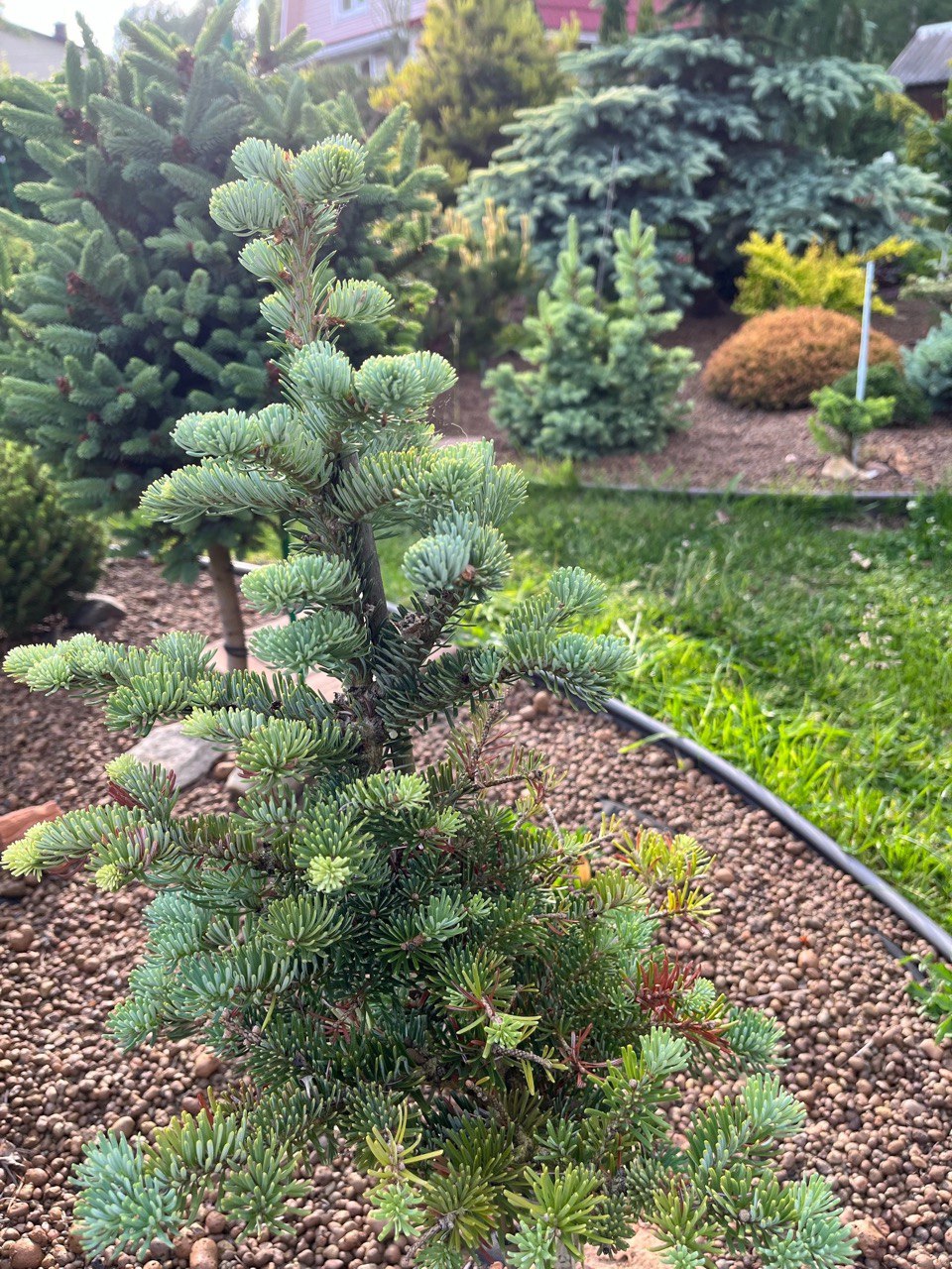 Abies koreocarpa '# 110'