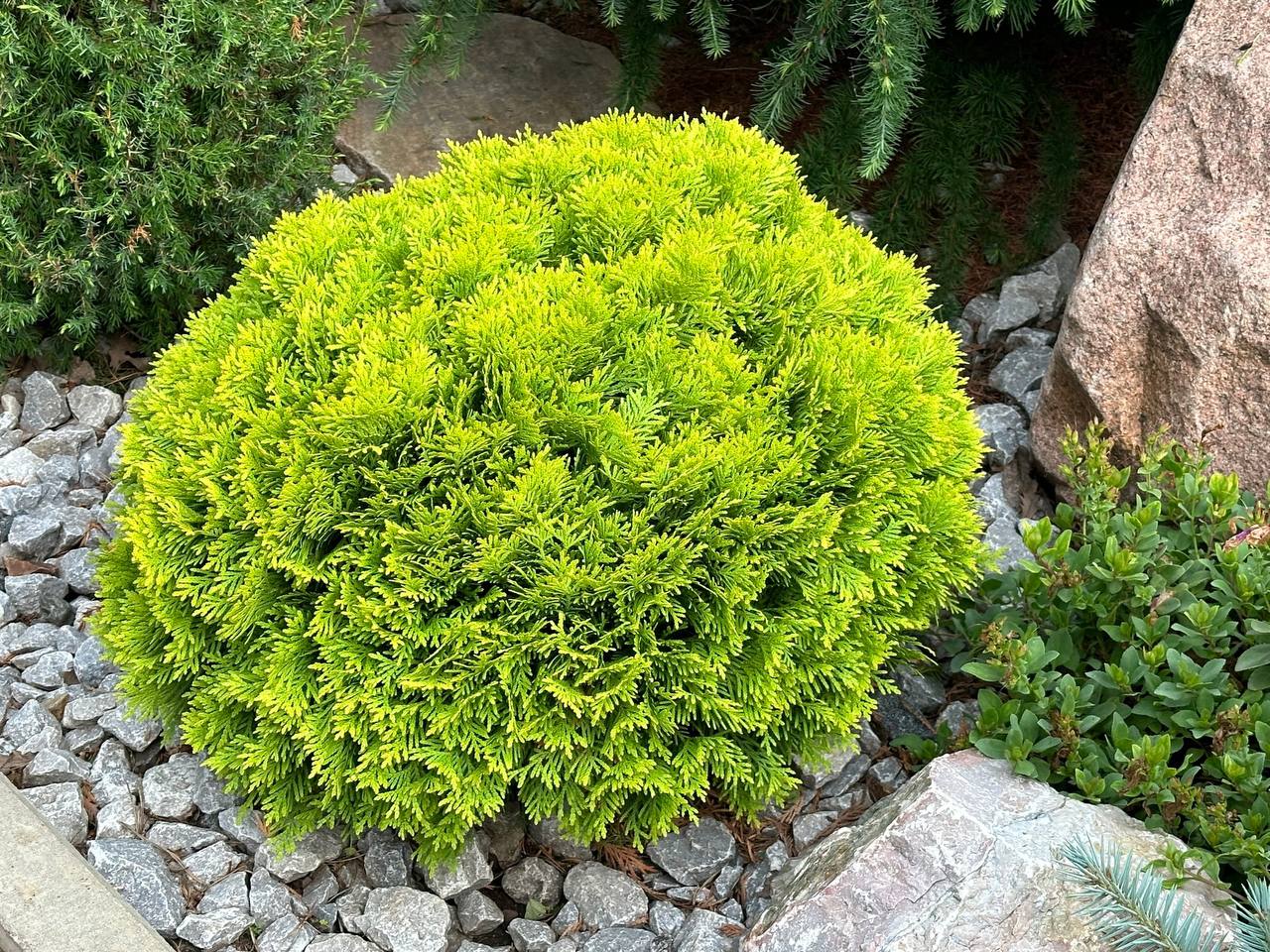 Thuja occidentalis 'Mirjam'