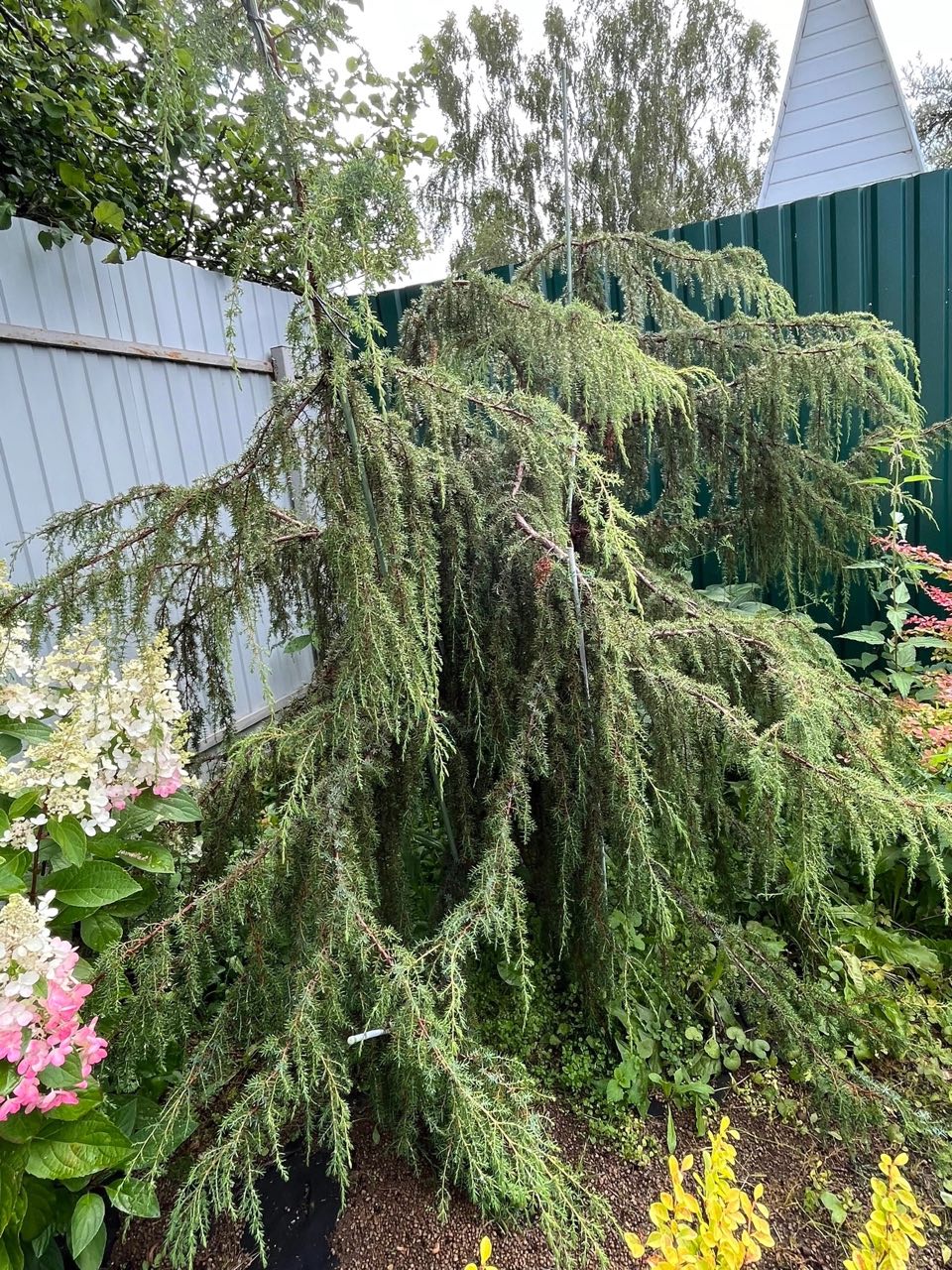 Juniperus communis ‘Horstmann’