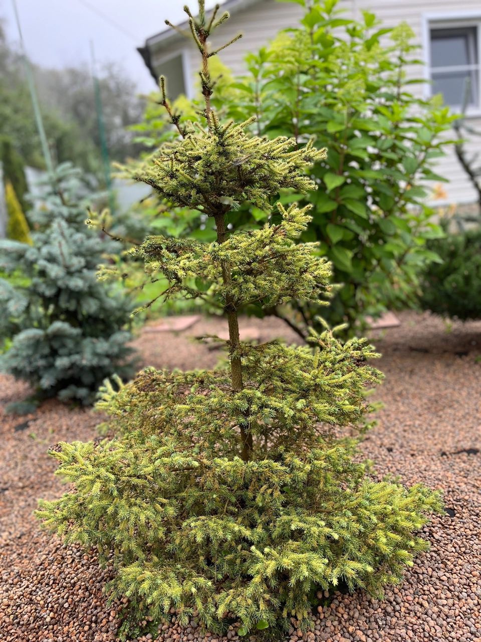 Picea abies ‘Gold Dust’