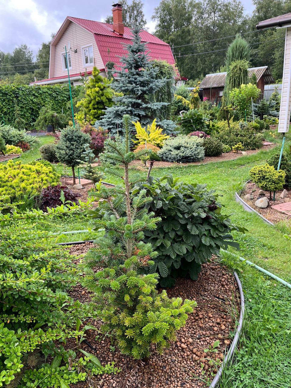 Abies koreana ‘Gait’