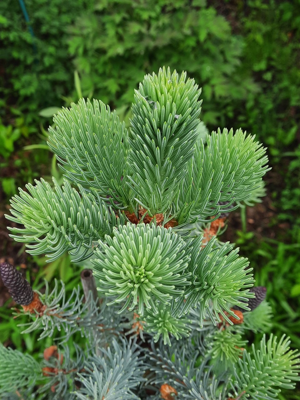 Picea asperata 'Glauca'