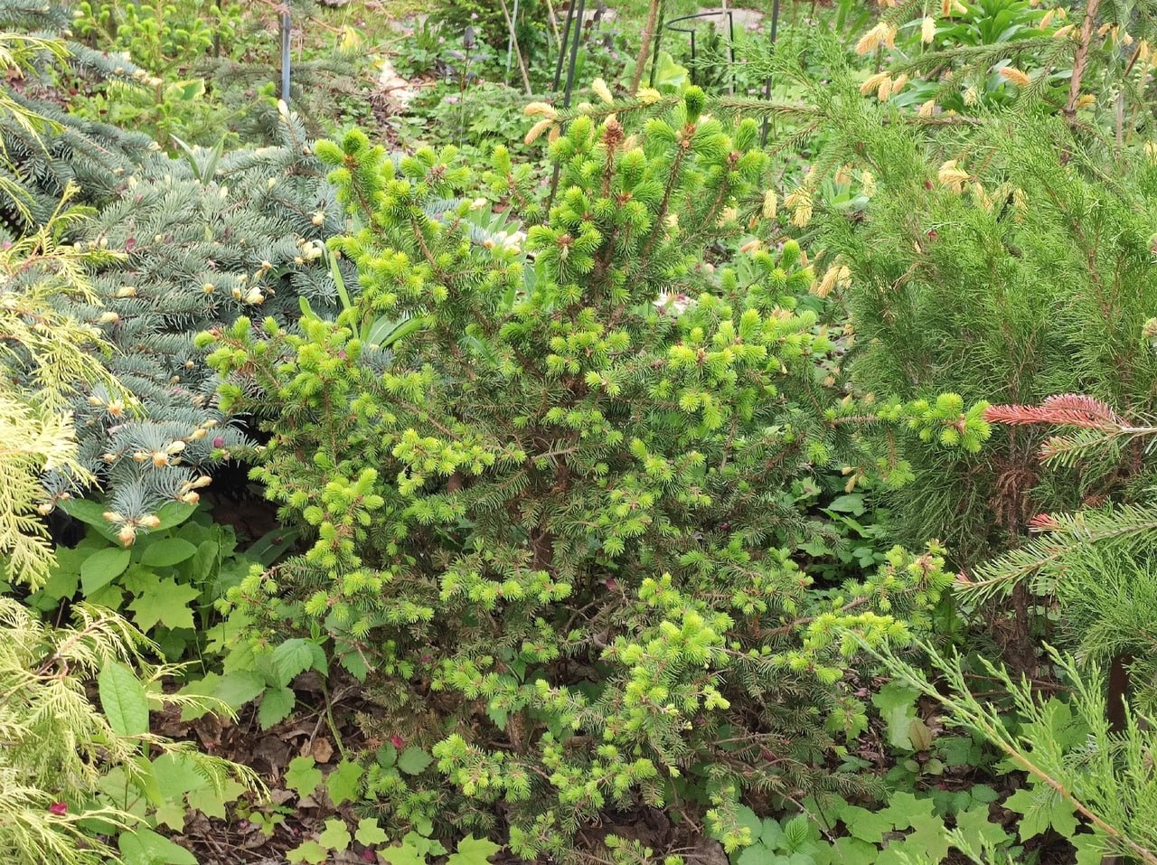 Picea abies 'Emsland'