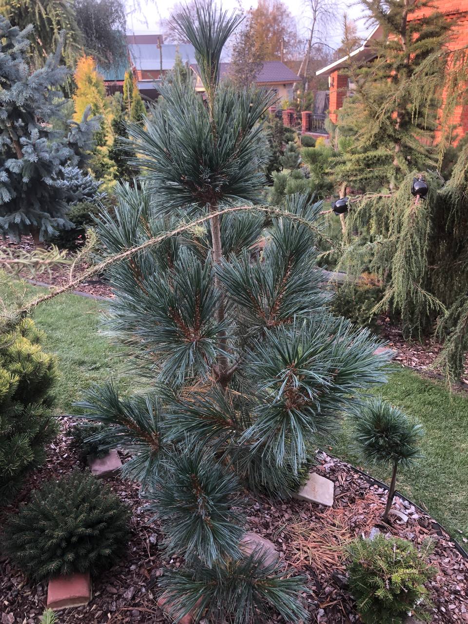 Pinus peuce ‘Glauca Compacta’